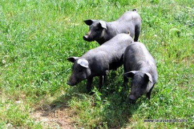 Cerdo Iberico, Sierra Morena