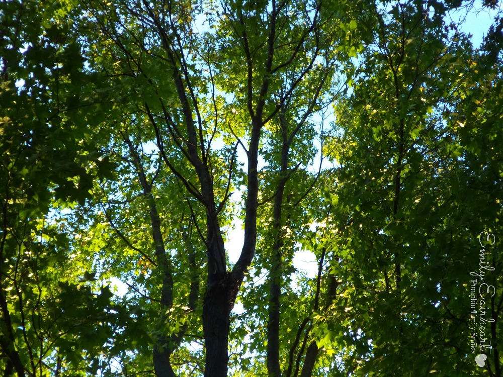Trees in the summer.