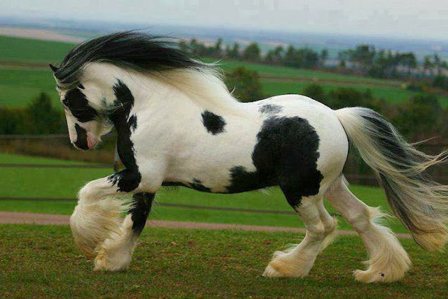Những con ngựa đẹp phi dáng mạnh mẽ, hinh anh con ngua
