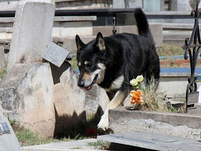 La increíble historia de un perro que vive junto a su dueño, en el cementerio 600x0_583690