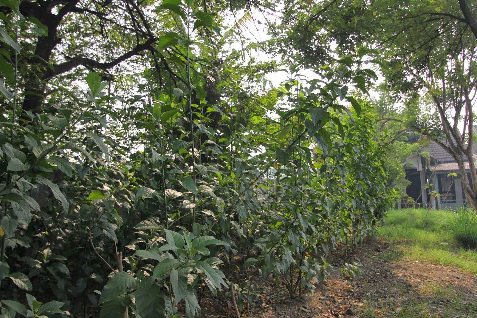 Nama ilmiah pohon daun afrika selatan ~ DAIN Daun Afrika Inovasi Nusantara