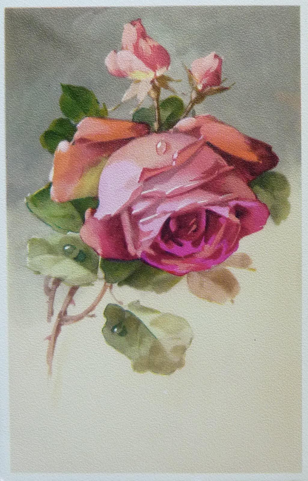 Images d'autrefois Roses... images anciennes