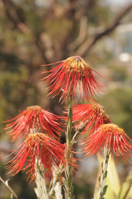 Rocket Pincushion Leucospermum reflexum 041