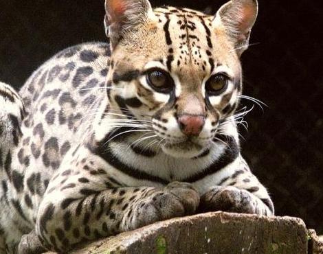 fully grown ocelot