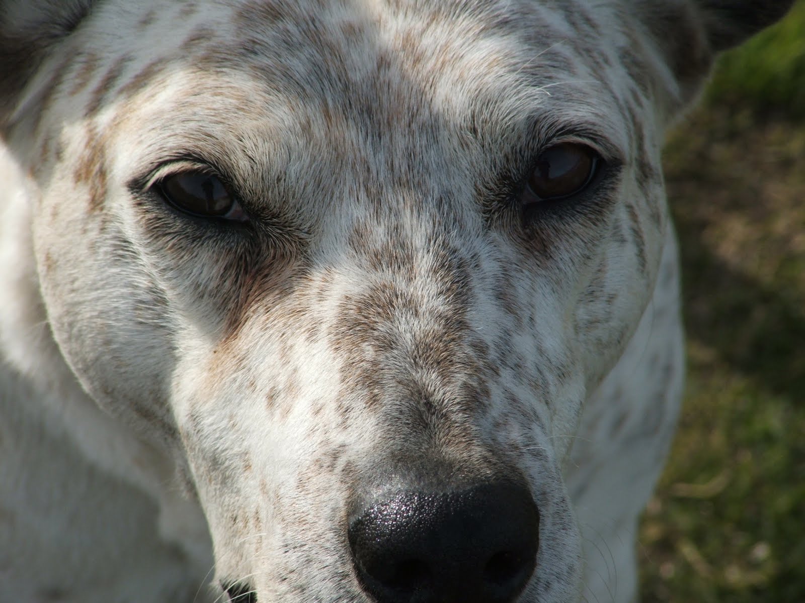 Viejo lobo de mar