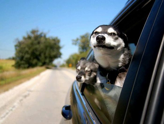 Dog Seat For Car >> Funny Dog Faces at 50 MPH ~ Damn Cool Pictures Dog Seat For Car >> Funny Dog Faces at 50 MPH ~ Damn Cool Pictures
