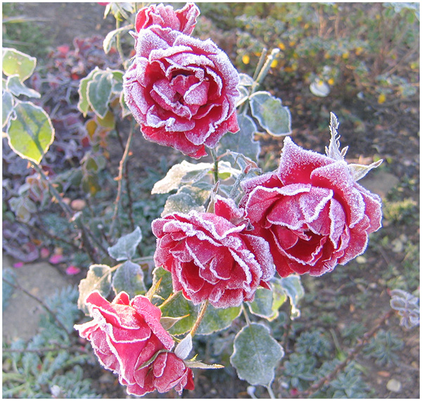 neuer Gartentraum Rosen im Frost