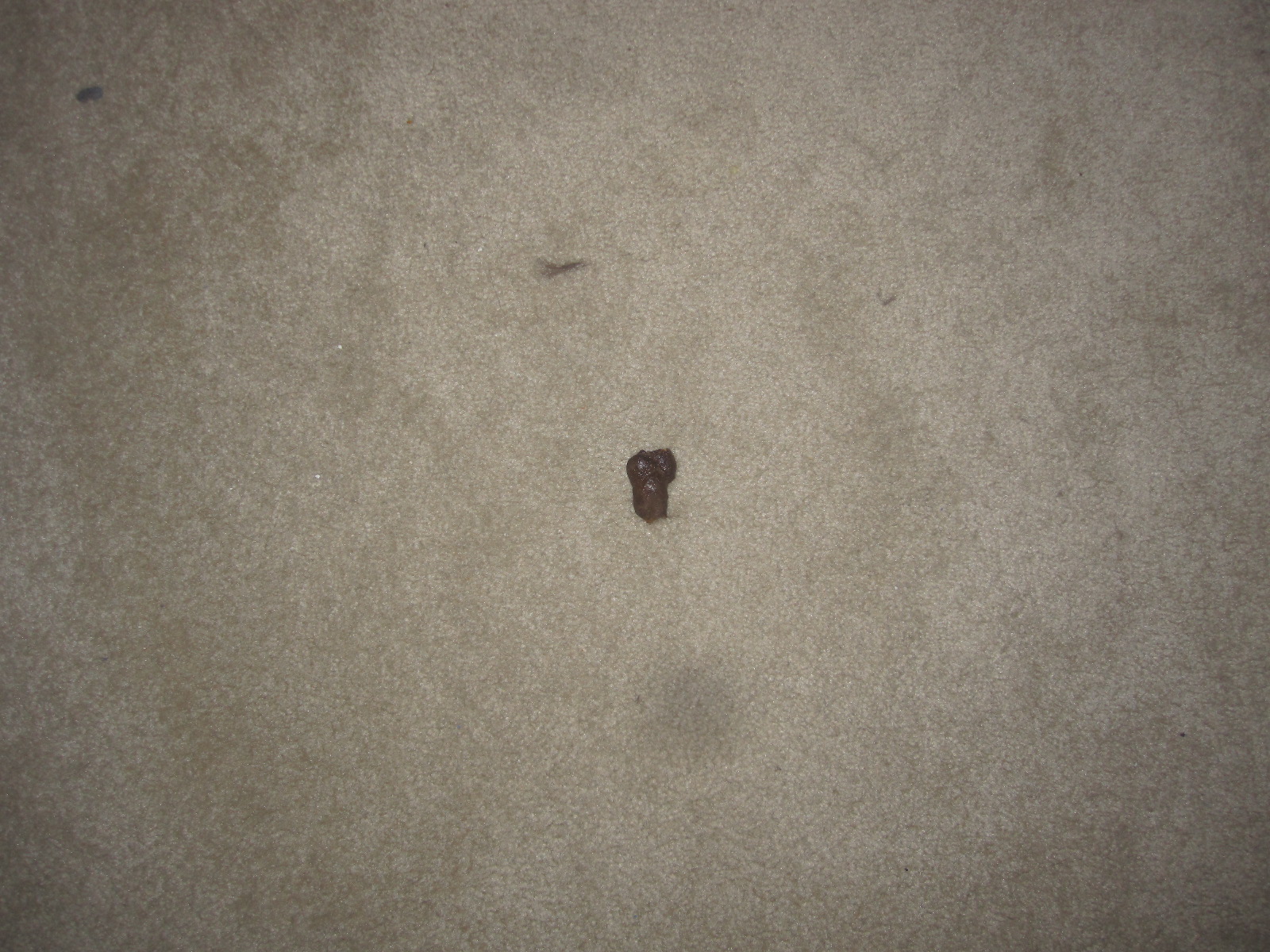 My Cat Poops Everywhere