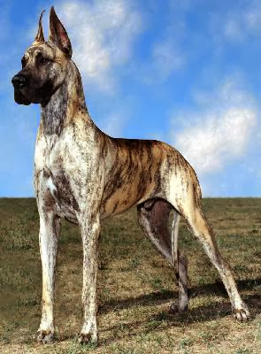 dane brindle mix dog danes dogs breed shepherd german fawn puppy pit greyhound breeds ears male puppies colors female doberman