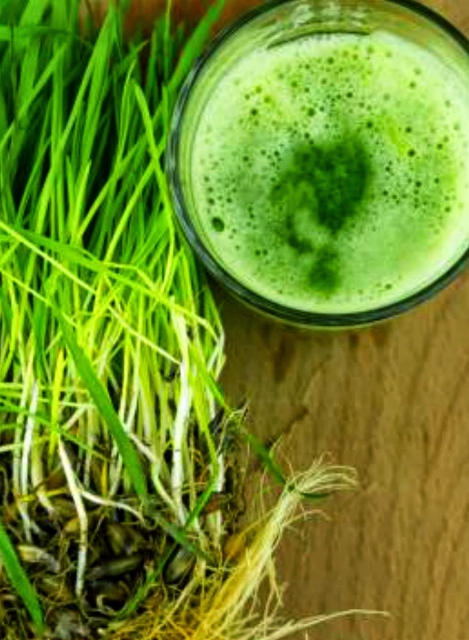Passionately Raw! Health Benefits of Wheatgrass