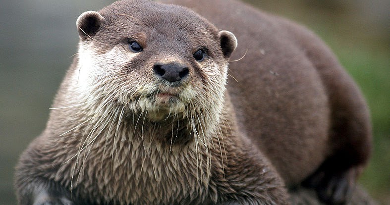 Mr.Owl: Berang Berang Indonesia tak pandai membuat bendungan yang