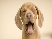 Animali:Sonno e sbadigli (cucciolo cane bsbadiglio)