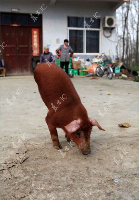 Disabled Pig