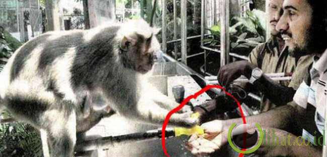 Kera Menolong Tuna Netra Kera Menolong Tuna Netra