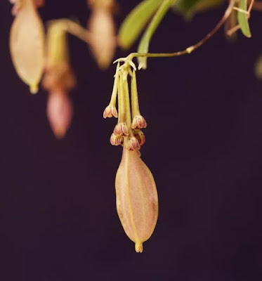 Species New To Science