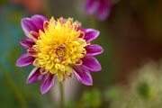 Mendocino Flowers (julycampingflowers julycampingflowers )