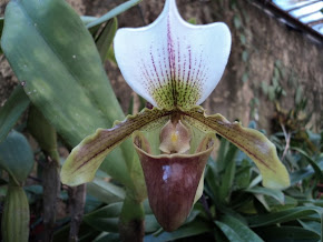 Paphiopedilum