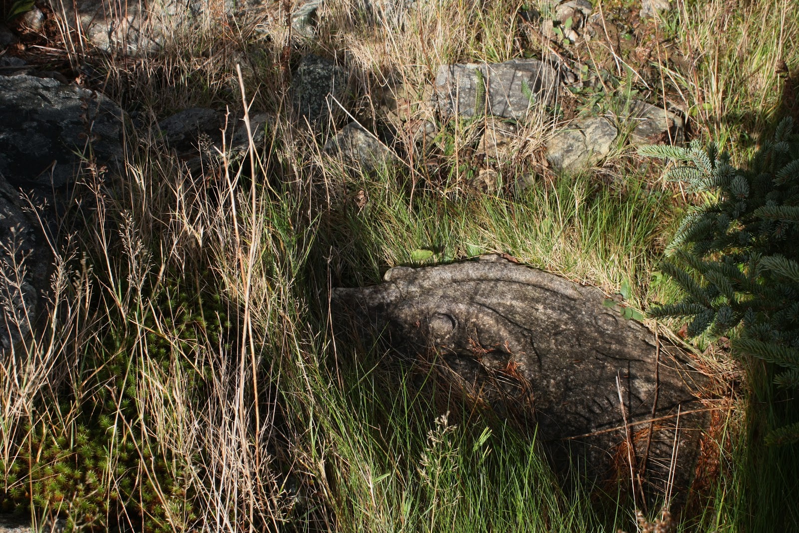 ICH Blog New Perlican Thinks About Cemetery Restoration