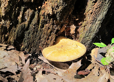 Toadstools 2