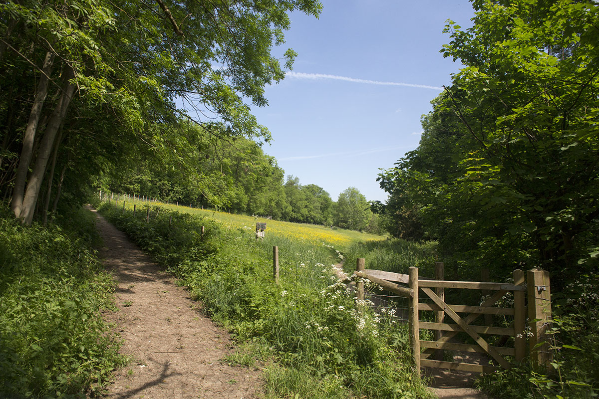 Views of Chalk Meadows at High Elms Naturally