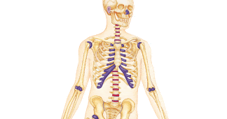 Human Body Structure | SCIENCE AT YOUR DOOR STEP