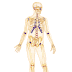 Anatomical Positions, Directions and Planes | SCIENCE AT YOUR DOOR STEP