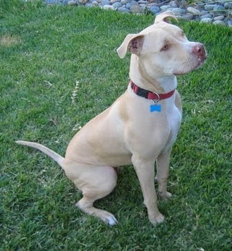 American Pit Bull Terrier American Pit Bull Terrier