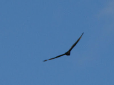 turkey vulture
