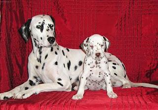 anjing Dalmatian
