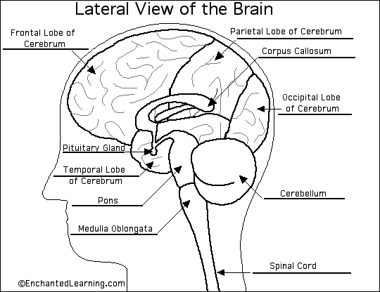 Biology The Human Brain