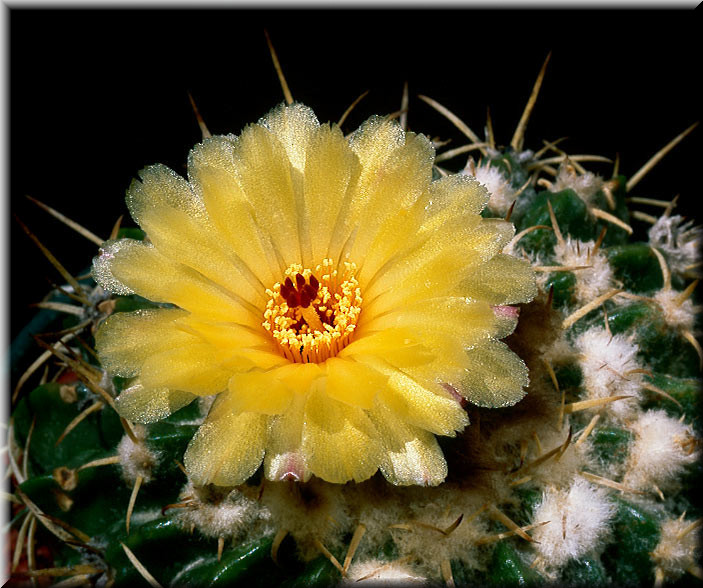Resultado de imagen para cactus con flores bellas imagenes