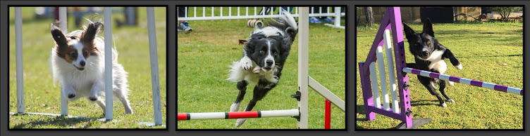 SONIC THE BORDER COLLIE AND FRIENDS