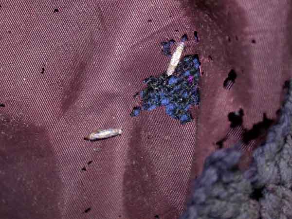 Clothes Moths Eggs