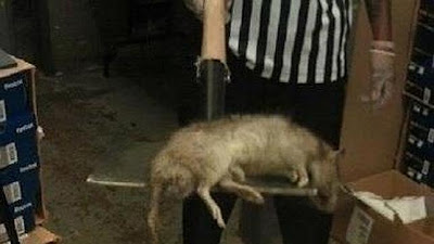rata de gambia cazada atrapada