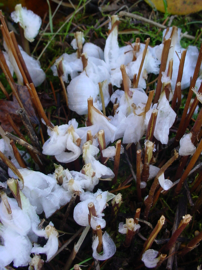 Garden of Discovery Silk Frost, Ice Ribbons and Frost Flowers.