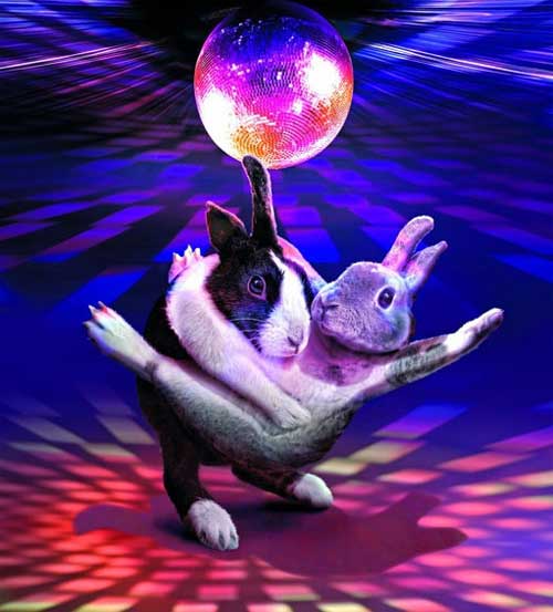 美國2012月曆 兔 出創意秀舞技