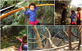 The Rainforest at Cleveland Metroparks Zoo | iNeedaPlaydate.com