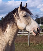 CSM HoofCare Client Tripp