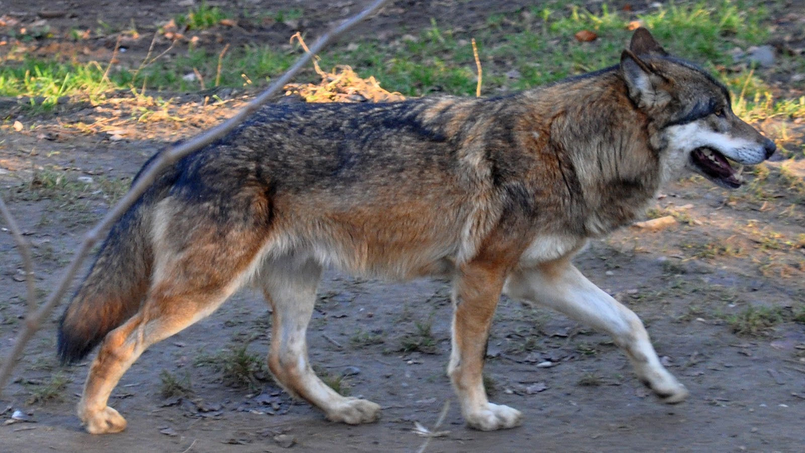 Dogtelligent Colors of the Wolf