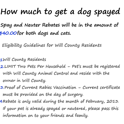 Can You Get A Dog Spayed If She Is Pregnant Can You Get A Dog Spayed If She Is Pregnant