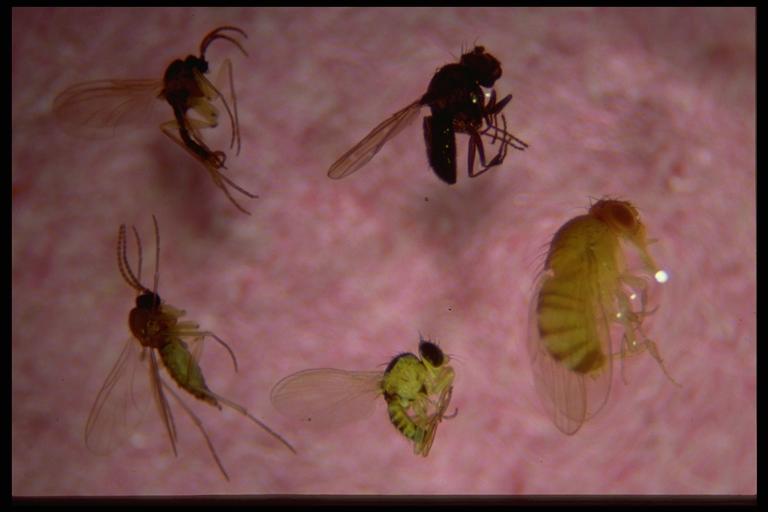 Little Red Flies