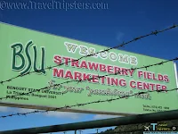 la trinidad strawberry farms