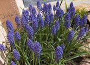 Muscari