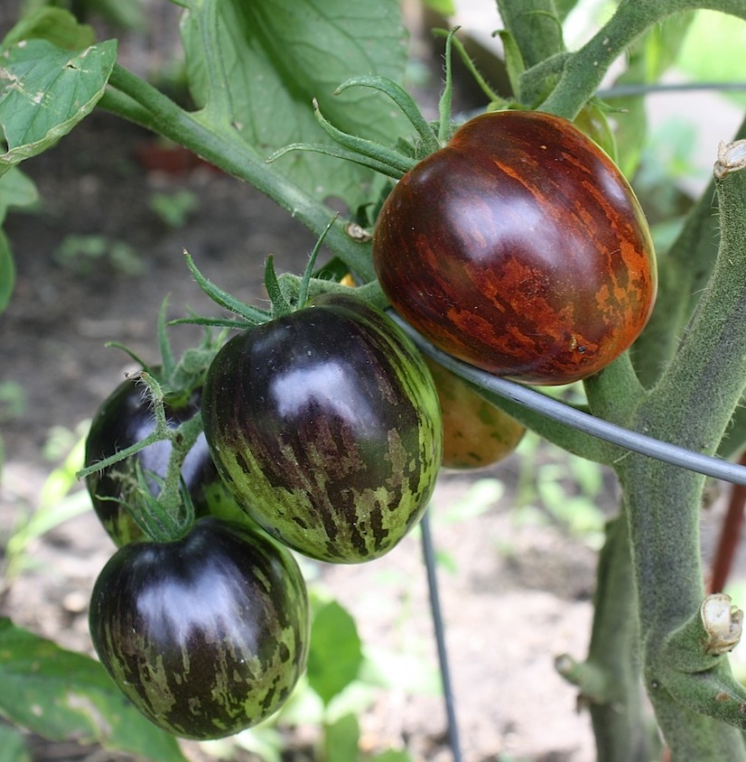 Frogsleap Farm control of fruit stripes in tomato