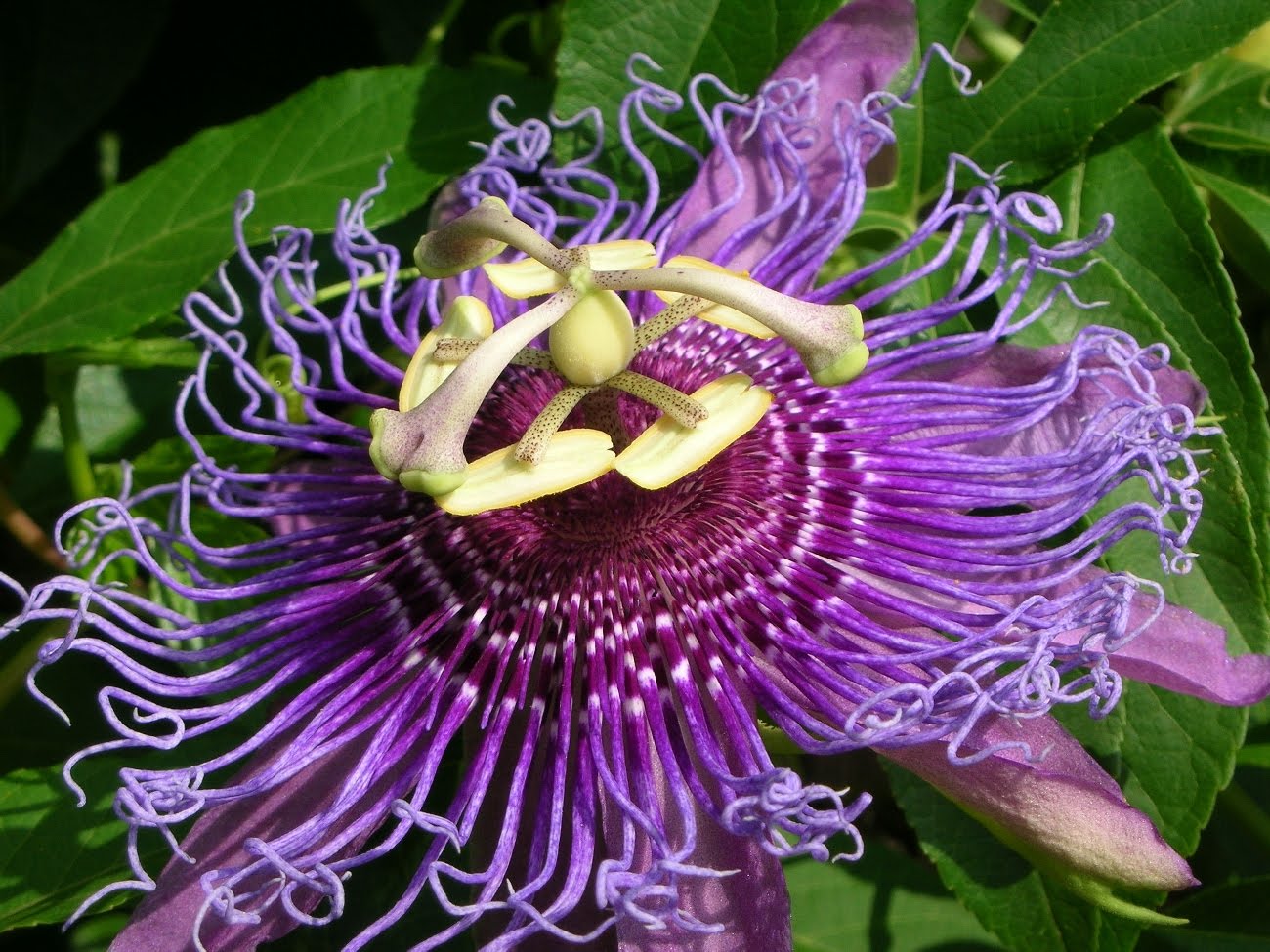 PassionFlower