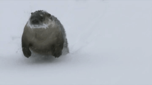 Funny animal gifs - part 122 (10 gifs), otter sliding on snow