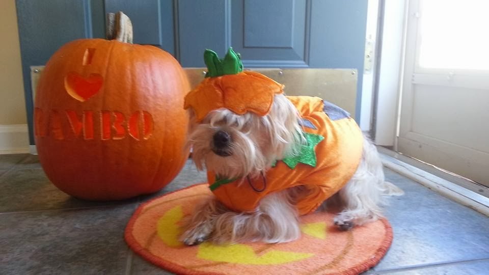 how to choose your halloween costume Rambo The Puppy