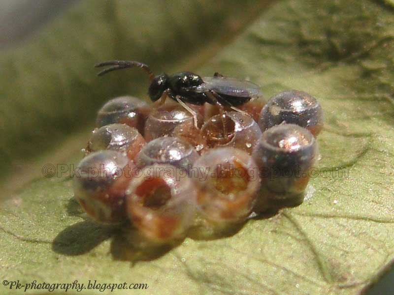 wasp eggs