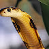 Raja Ular Dihukum "