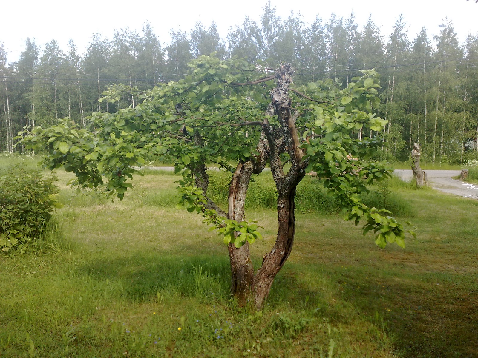 Pihlajan leikkausajankohta